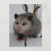 Carte Postale Opossum (Devant)