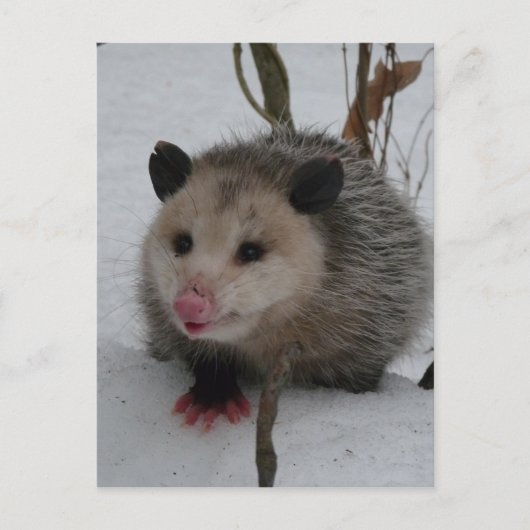 Carte Postale Opossum (Devant)