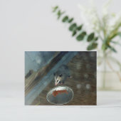 Carte Postale Opossum 1 (Debout devant)