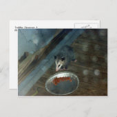 Carte Postale Opossum 1 (Devant / Derrière)