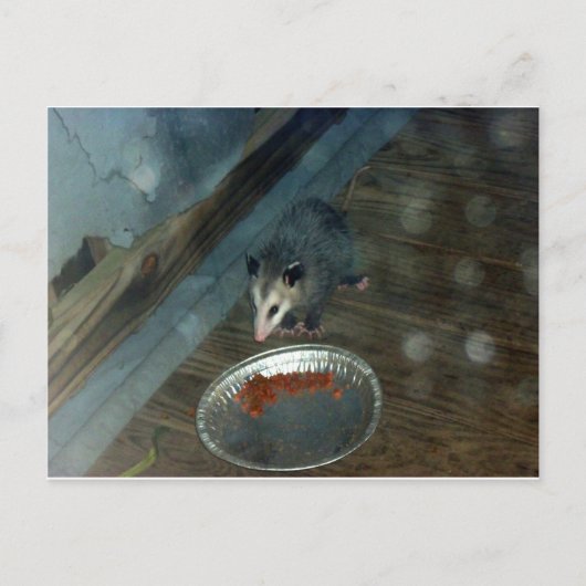 Carte Postale Opossum 1 (Devant)