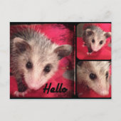 Carte postale Oppossum adorable. (Devant)