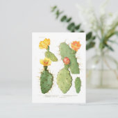 Carte Postale Opuntias (Debout devant)