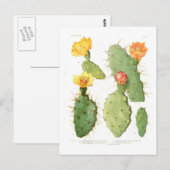 Carte Postale Opuntias (Devant / Derrière)