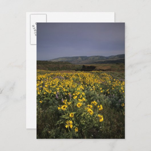 Carte Postale OR, Columbia River Gorge, Plateau Rowena, Tom (Devant / Derrière)