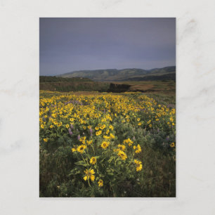 Carte Postale OR, Columbia River Gorge, Plateau Rowena, Tom