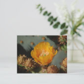 Carte Postale Or du désert (Debout devant)