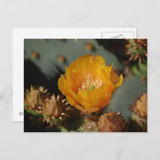 Carte Postale Or du désert (Devant / Derrière)