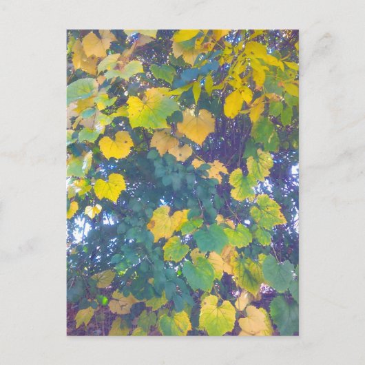 CARTE POSTALE OR FERMER (Devant)