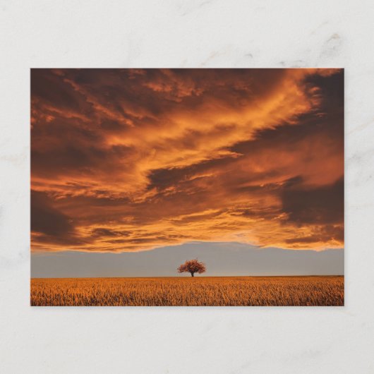 Carte Postale Or sur le triste nuage d'arbre (Devant)
