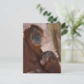 Carte Postale Orang Maman et Enfant (Debout devant)