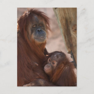 Carte Postale Orang Maman et Enfant
