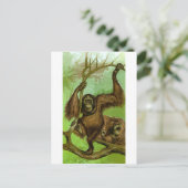 Carte Postale Orang-outan (Debout devant)