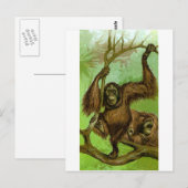 Carte Postale Orang-outan (Devant / Derrière)