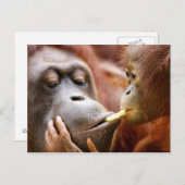 Carte Postale Orang-outan de mère et de bébé (Devant / Derrière)