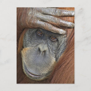 Carte Postale Orang-outan de Sumatra femelle captif