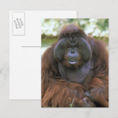 Carte Postale Orang-outan Pongo Pygmaeus (Devant / Derrière)