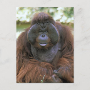 Carte Postale Orang-outan Pongo Pygmaeus