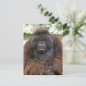 Carte Postale Orang-outan Pongo Pygmaeus (Debout devant)