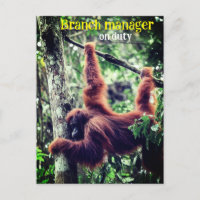 Orang-outan suspendu dans un arbre