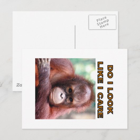 Carte Postale orangatang (Devant / Derrière)