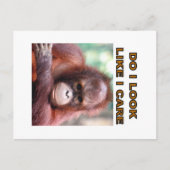 Carte Postale orangatang (Devant)