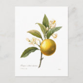 Carte Postale Orange (Devant)