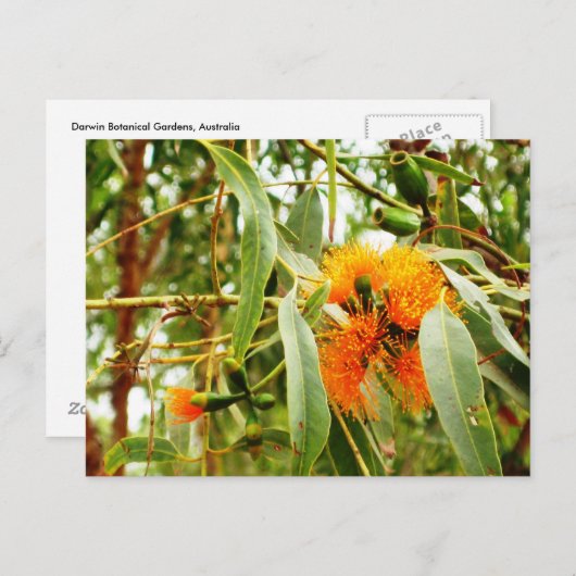 Carte postale Orange (Devant / Derrière)