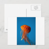 Carte Postale Orange (Devant / Derrière)