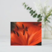 Carte postale Orange (Debout devant)