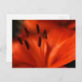 Carte postale Orange (Devant / Derrière)