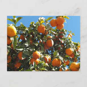 Carte Postale orange, agrume, fruit, frais, tranche, nourriture,