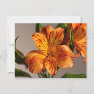 Carte Postale Orange Alstroemeria Lily