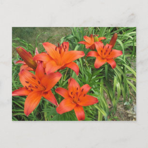 Carte Postale orange asiatique