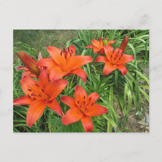 Carte Postale orange asiatique (Devant)