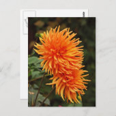 Carte postale Orange automne dahlia fleurs (Devant / Derrière)