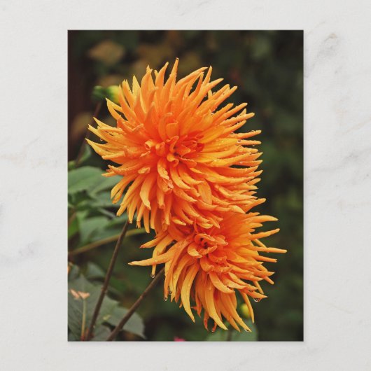 Carte postale Orange automne dahlia fleurs (Devant)