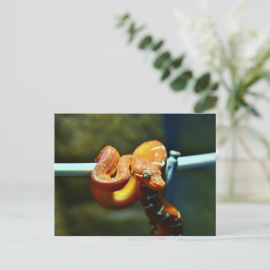 Carte Postale Orange Ball Python (Debout devant)
