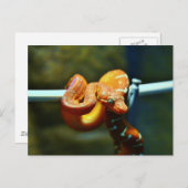 Carte Postale Orange Ball Python (Devant / Derrière)