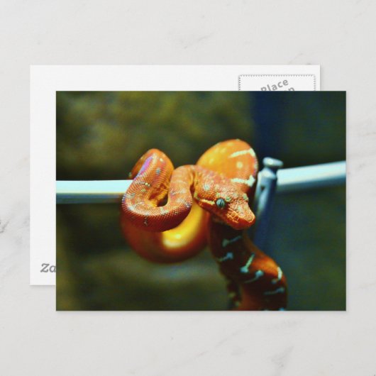 Carte Postale Orange Ball Python (Devant / Derrière)