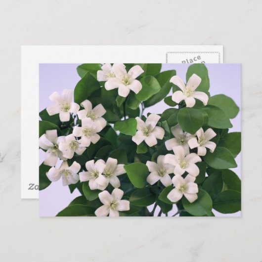 Carte Postale Orange Blossom (Devant / Derrière)