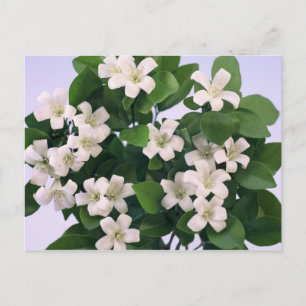 Carte Postale Orange Blossom