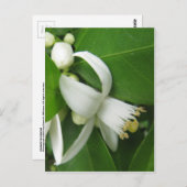 Carte Postale Orange Blossom (Devant / Derrière)