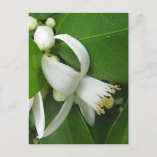 Carte Postale Orange Blossom (Devant)