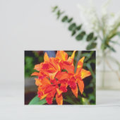 Carte Postale Orange Cattleya (Debout devant)