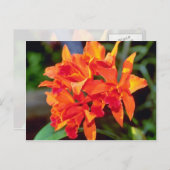 Carte Postale Orange Cattleya (Devant / Derrière)