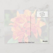 Carte Postale Orange Cattleya (Dos)