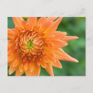 Carte Postale Orange Dahlia