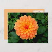 Carte Postale Orange Dahlia - Fleur et Jardin (Devant / Derrière)