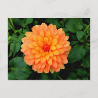 Orange Dahlia - Fleur et Jardin